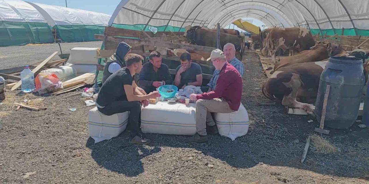 İstanbul’da Kurbanlıklar Pazara İndi