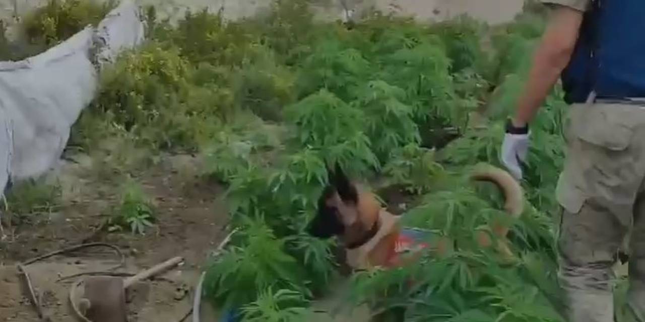 Kenevir Eken Şahsın Kimliği Tarlaya Yerleştirilen Kamerayla Tespit Edildi