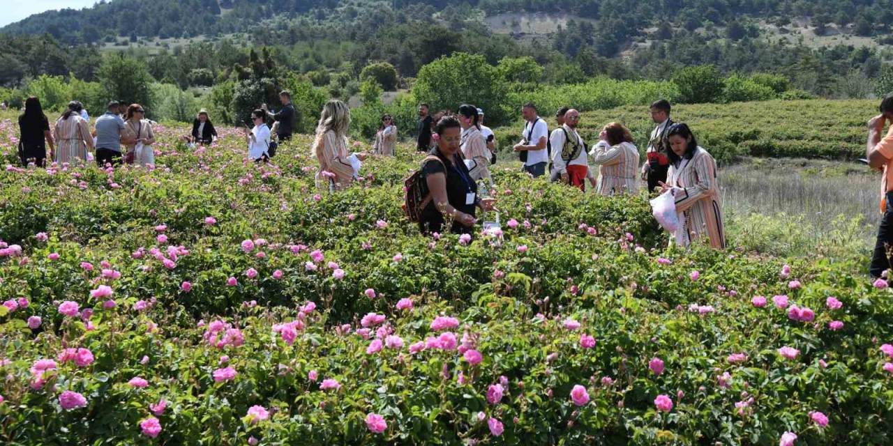 Uluslararası Isparta Gül Festivali Gül Hasadıyla Renklendi