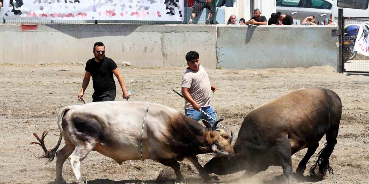 Ula Arenasında Yılın İlk Boğa Güreşi