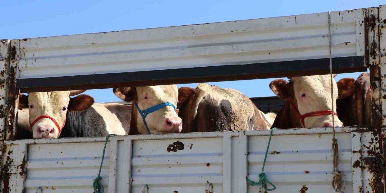 Doğu’da Kurbanlık Sevkiyatına Sıkı Denetim