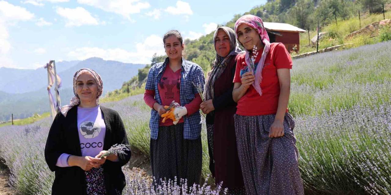 Tarlalar Mor Gelinliğini Giydi, Ziyaretçi İçin Geri Sayım Başladı