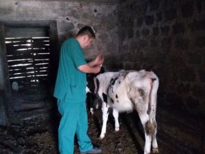 Fatsa’da 2 Bin 245 Büyükbaş Hayvana Şap Aşısı