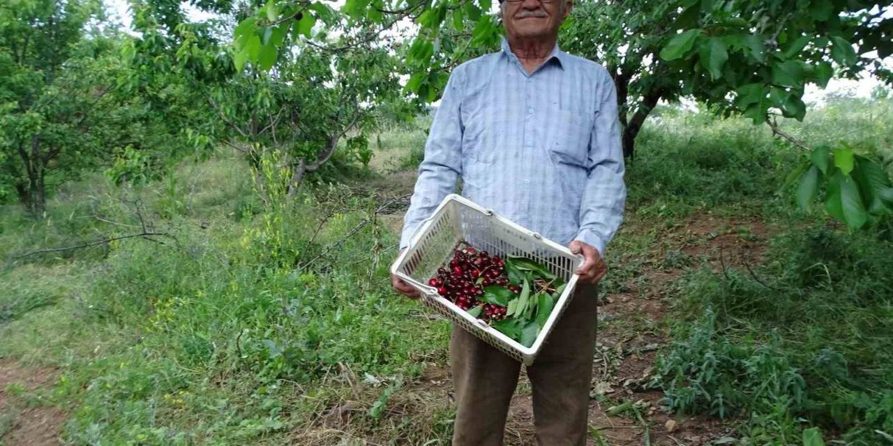 Meyve Bahçesinin Bakımını Tek Başına Yapıyor