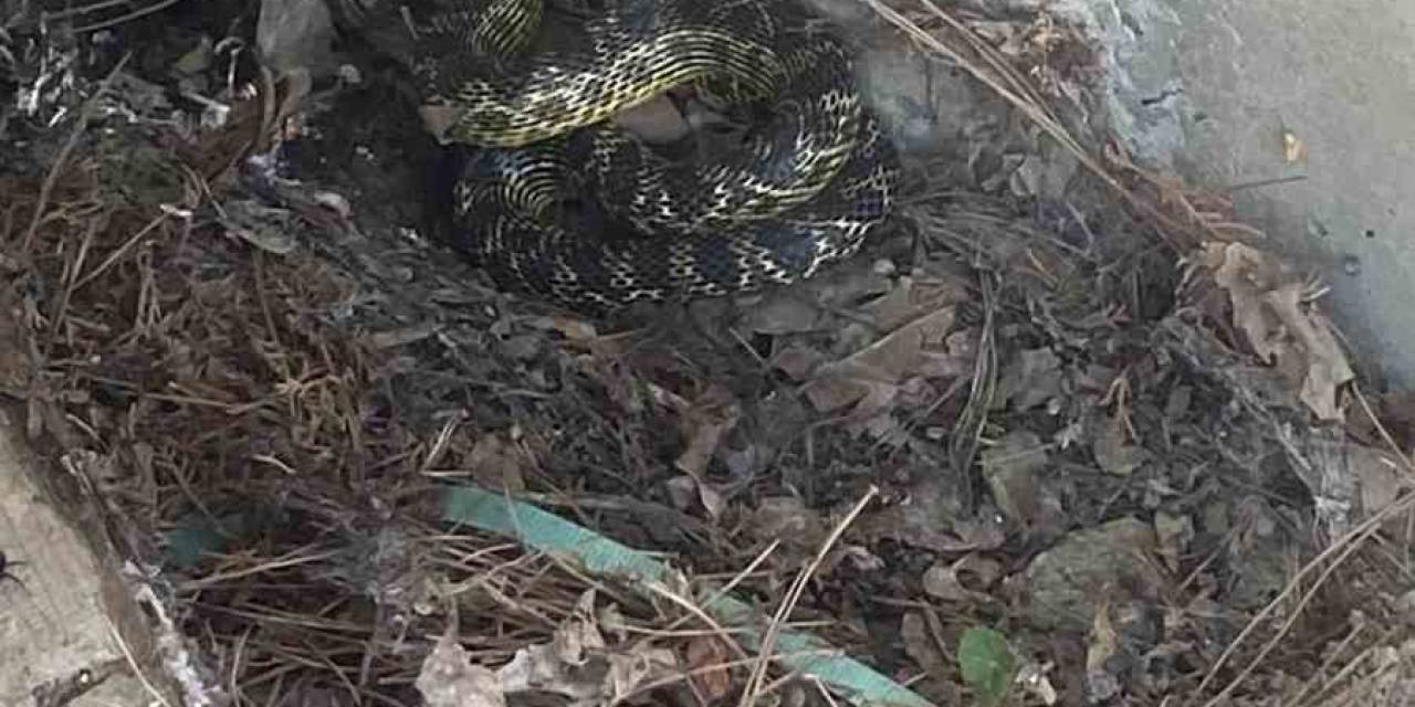 Lise Bahçesindeki Yılan Korkuttu