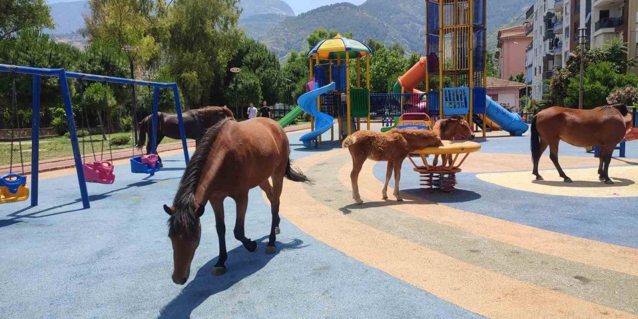 Sıcaktan Bunalan Yılkı Atları Çocuk Parkına İndi