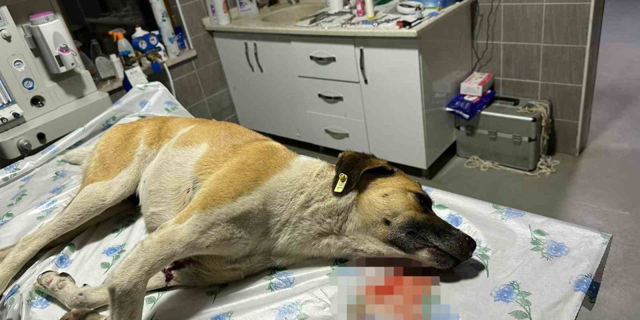 Köpeğe Çarpıp Kaçan Sürücüye 7 Bin 216 Tl Para Cezası