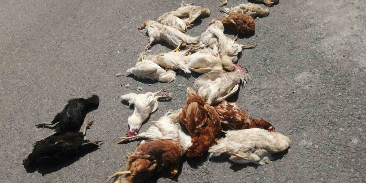 Sokak Köpekleri Kümes Hayvanlarını Telef Etti: ’horozum Benim Çocuğumdu’ Diyerek Gözyaşlarına Boğuldu