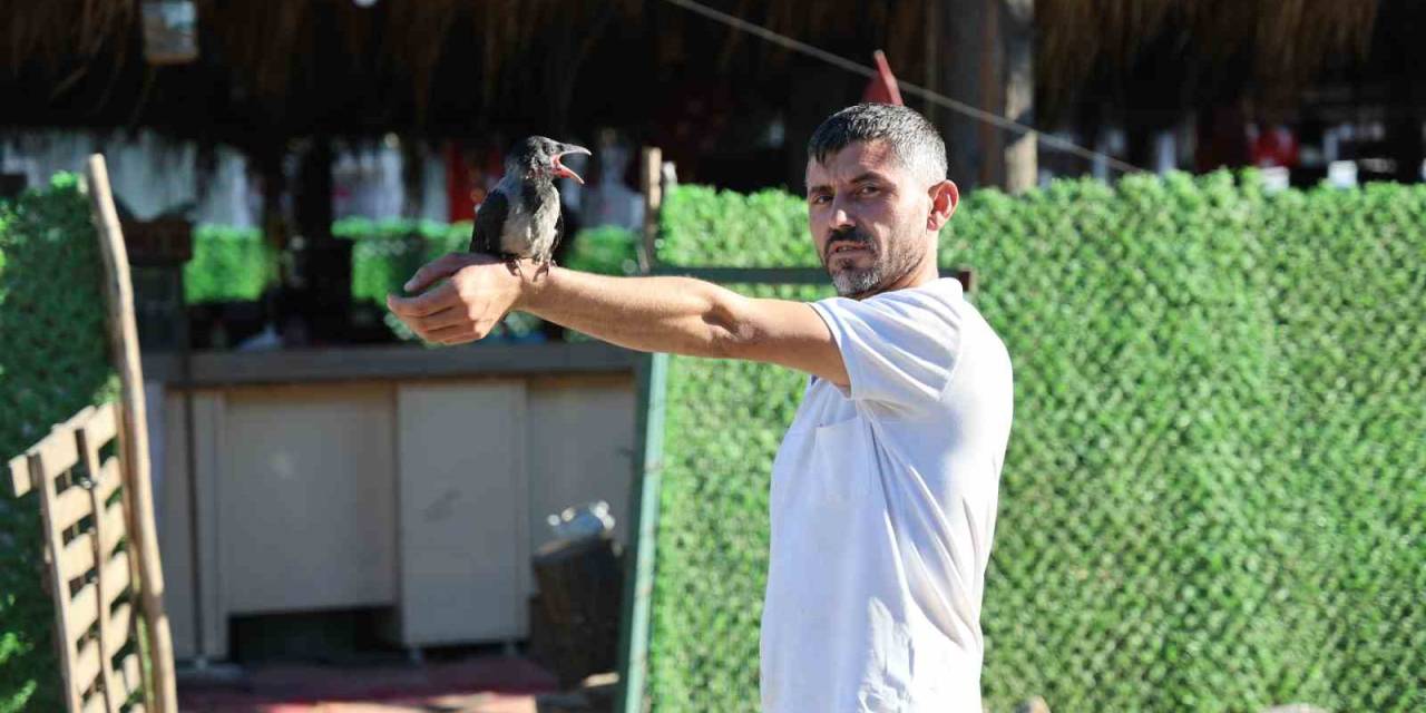 Yavru Karga Enkaz Bölgesinin Maskotu Oldu