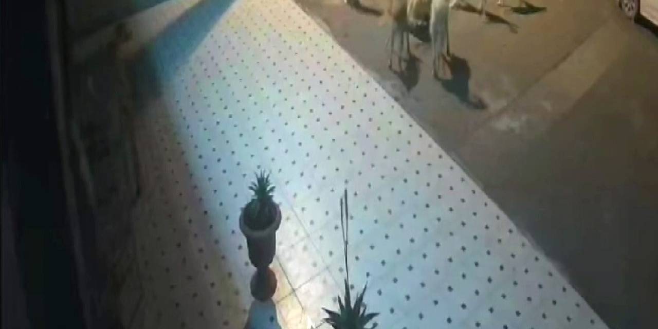 Başıboş 10 Sokak Köpeği Anne Kedi Ve 2 Yavrusunu Parçaladı