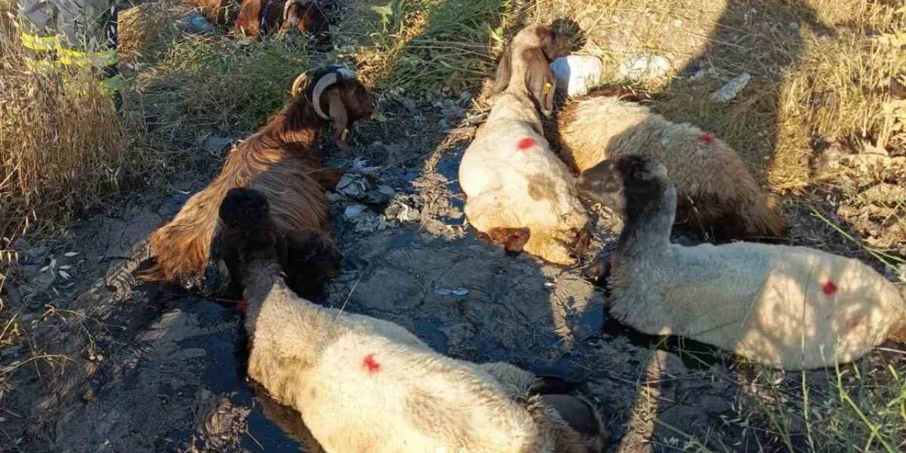 Zift Göletine Batan Küçükbaş Hayvanları İtfaiye Kurtardı