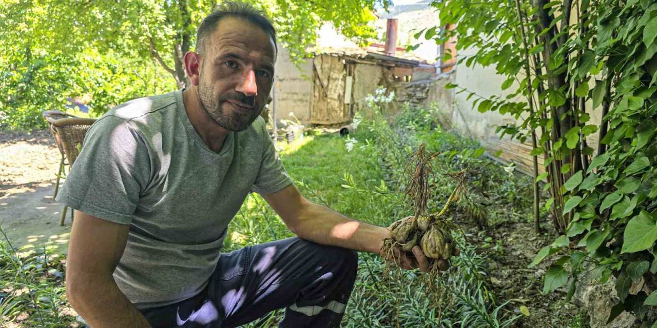 Baba Mirası: Akzambaklar