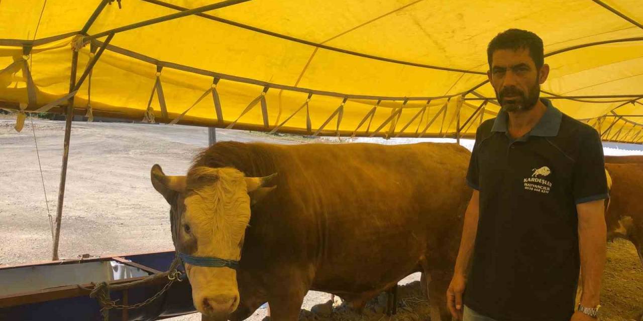 800 Kiloluk ’paşa’ Alıcı Bekliyor