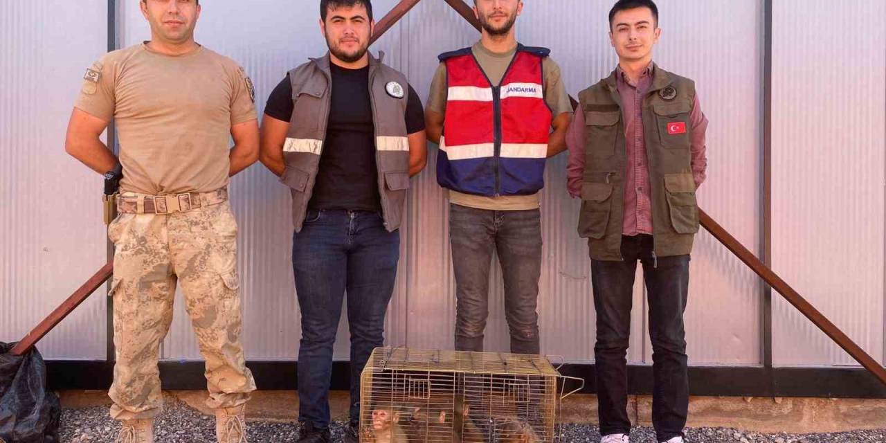 Şırnak’ta 6 ’hint Şebeği’ Yakalandı