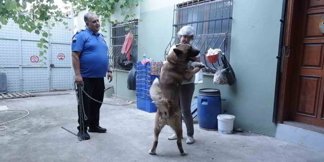 Kedi Ve Köpekleri İçin Bahçeli Ev Kiraladılar: Hepsinin Ayrı Odası Var