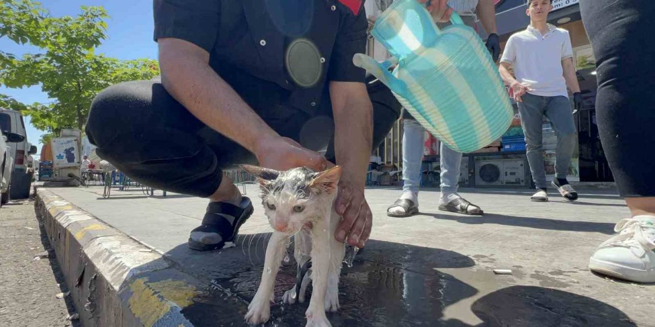 Kaputa Sıkışan Yavru Kedi Kurtarıldıktan Sonra Yıkatılıp Süt İkram Edildi