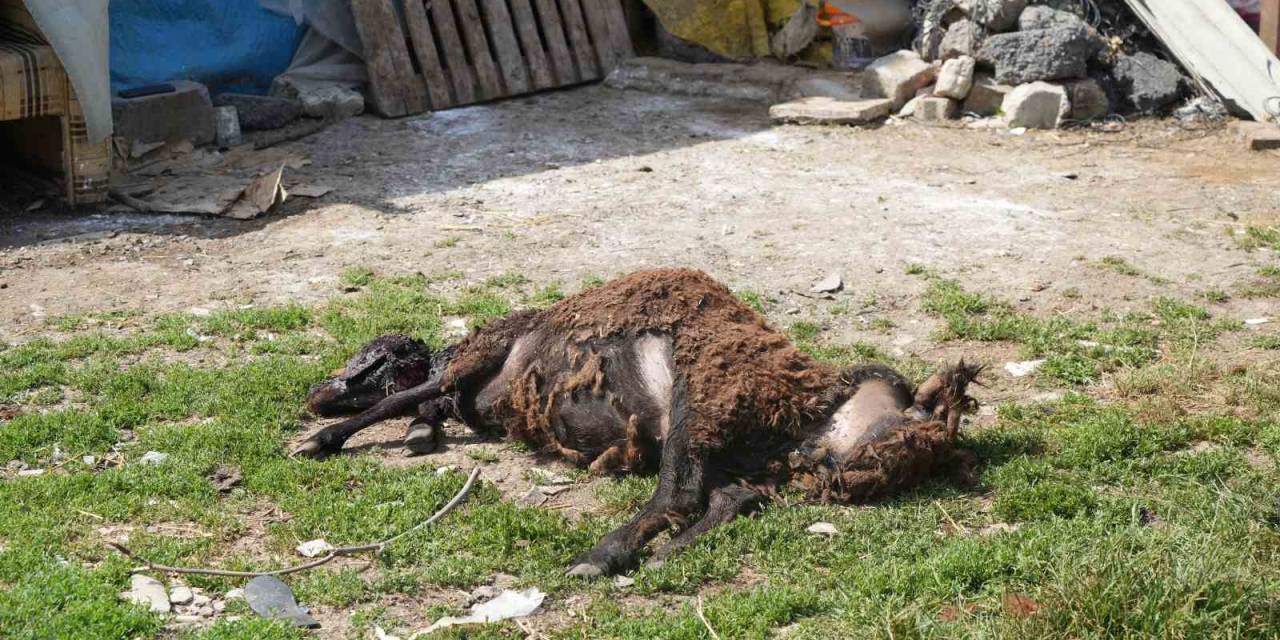 Başıboş Sokak Hayvanları Arnavutköy’de 2 Küçükbaş Hayvanı Telef Etti