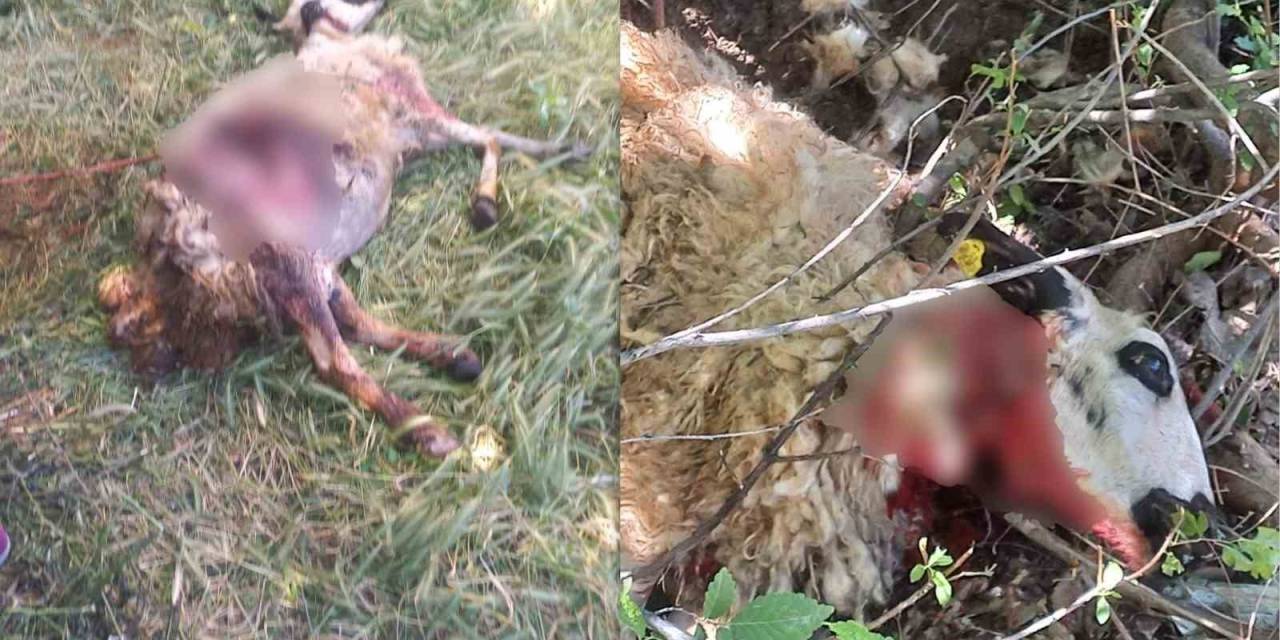 Başıboş Köpekler Kurbanlık Koyunları Telef Etti