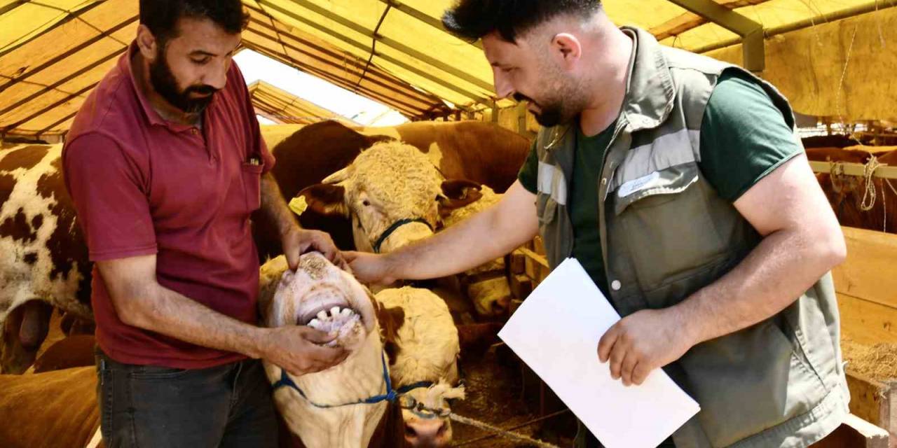 Esenyurt’ta Kurbanlıklara Sıkı Kontrol