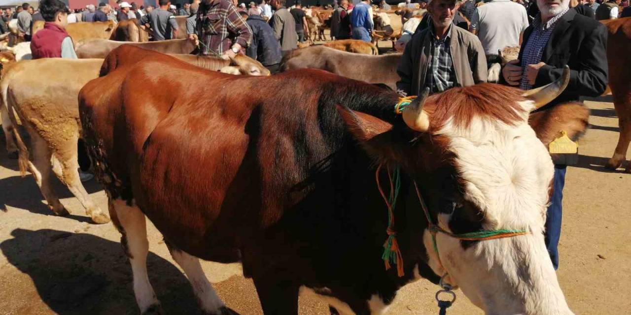 Bayburt’ta Kurban Pazarında Hareketlilik Başladı