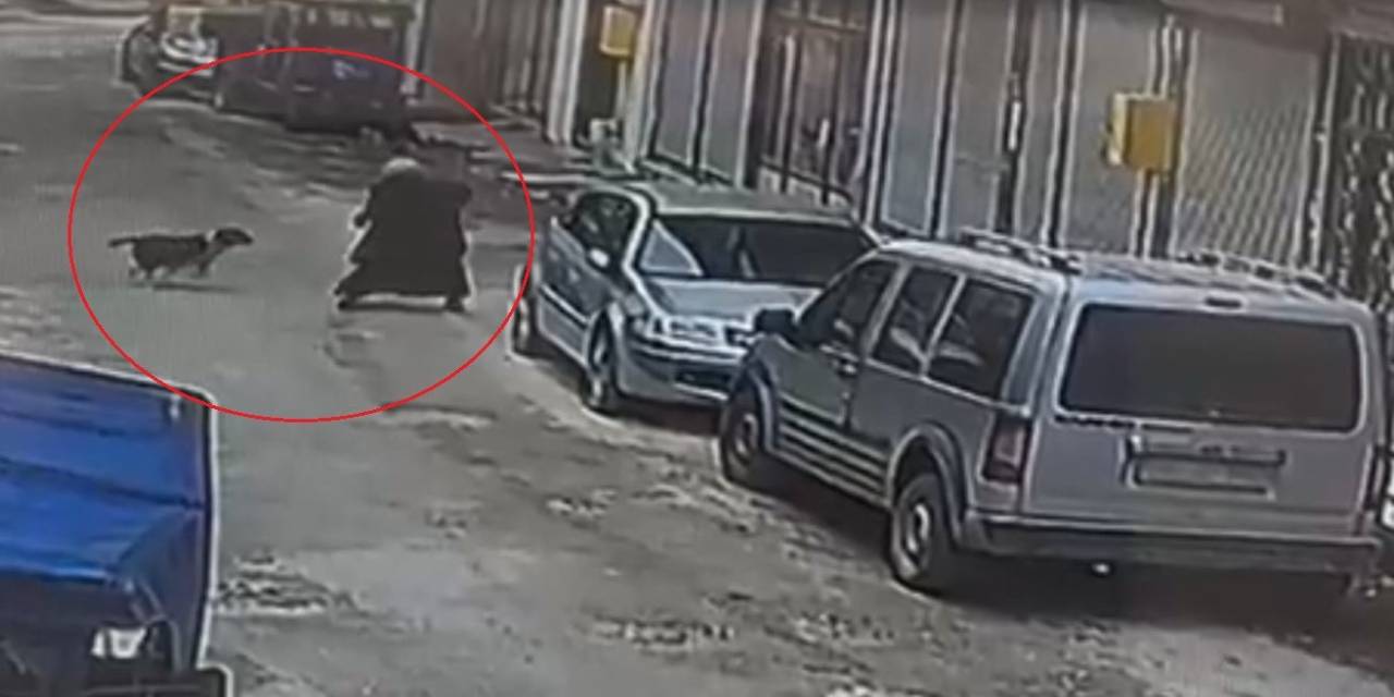 Ordu’da Sokak Köpeği Ekmek Almaya Giden Kadına Saldırdı: O Anlar Kamerada