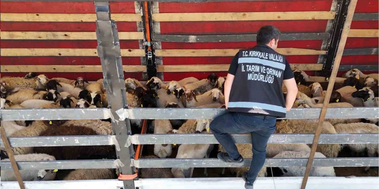 43 İlin Geçiş Güzergahında Kurbanlık Sevkiyatına Sıkı Denetim: Tırlar Tek Tek Durduruldu