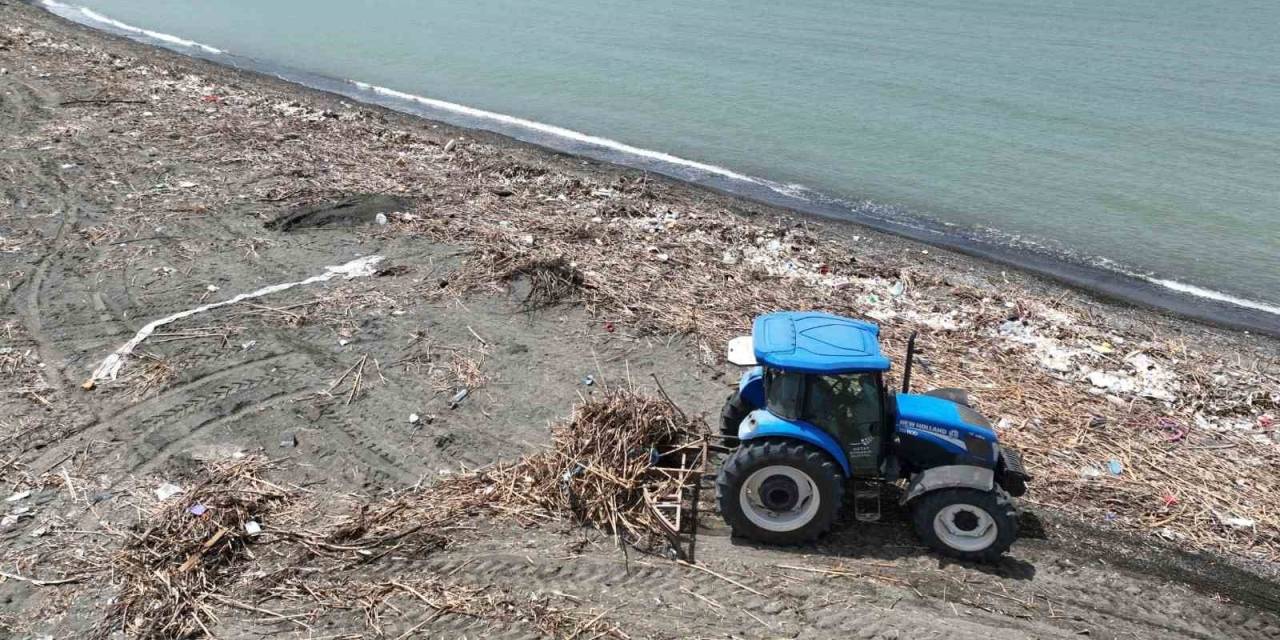 Deniz Kaplumbağaların Üreme Merkezinde Hummalı Temizlik