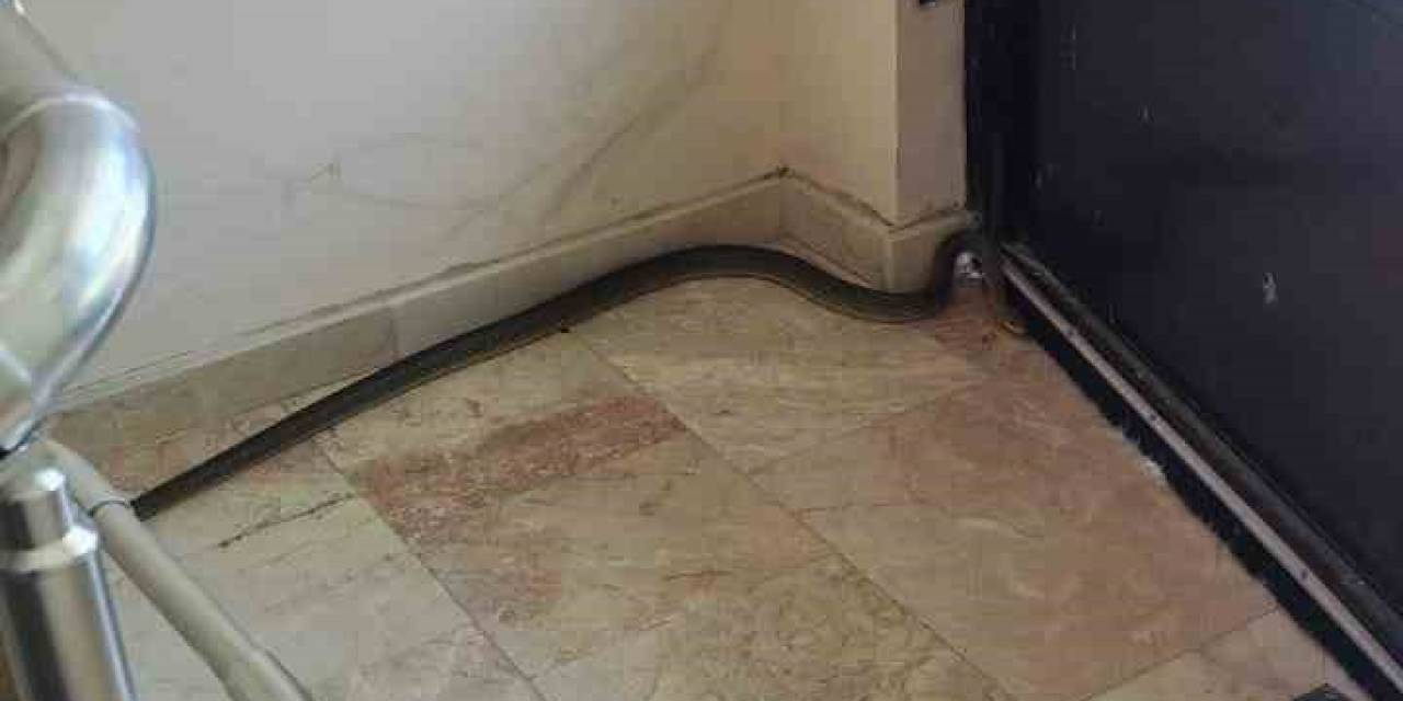 Apartmanda Yılan Paniği