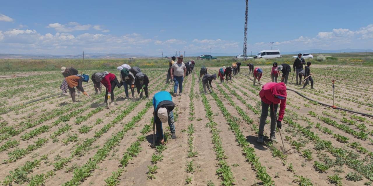 Mevsimlik Tarım İşçileri Ekmek Parası İçin Ter Döküyor