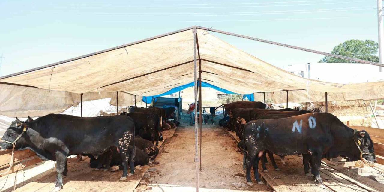 Gebze’de Kurban Satış Alanı Hazır