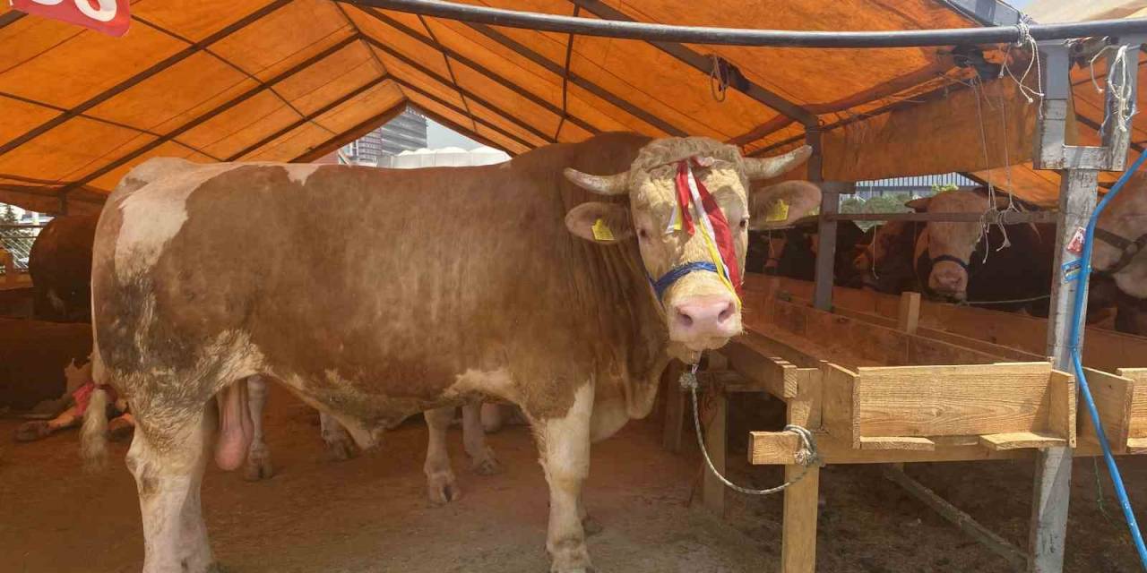 Esenyurt Kurban Pazarının En Büyükleri  ‘Kral’ Ve Paşa’ Alıcılarını Bekliyor