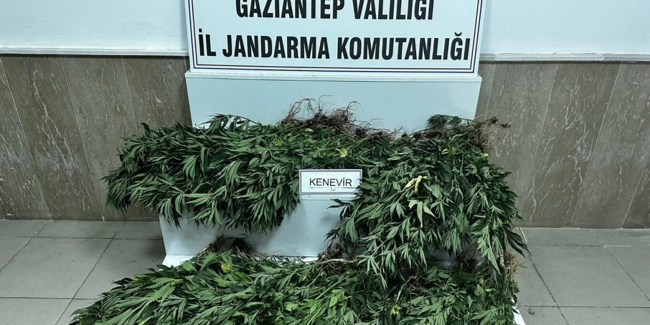 Gaziantep’te 214 Kök Kenevir Bitkisi Ele Geçirildi