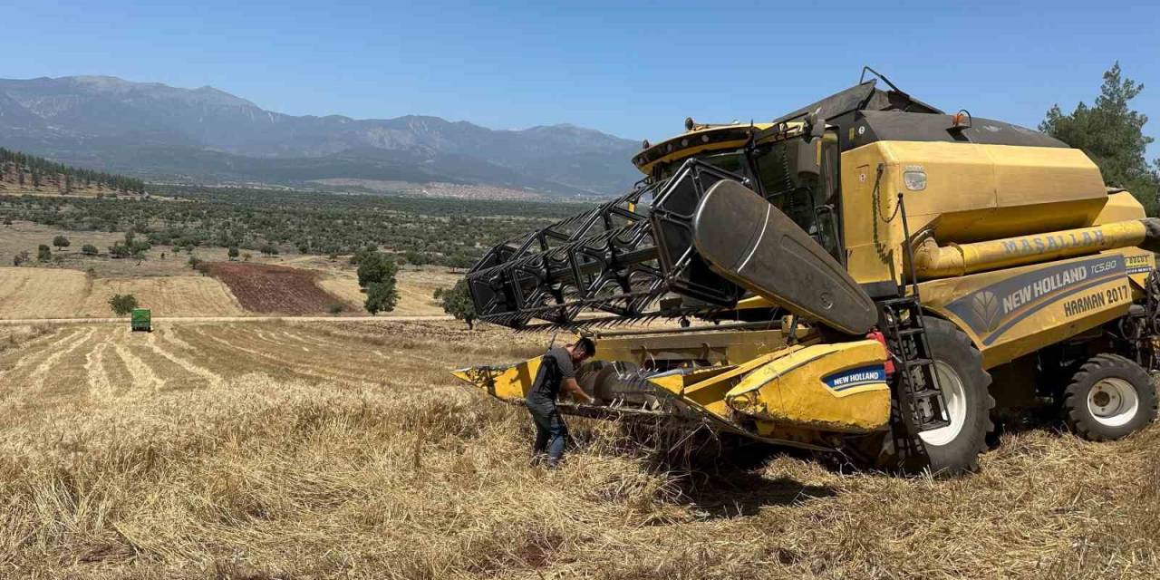 Kışın Bol Yağış Alan Hatay’da Bereketli Buğday Hasadı