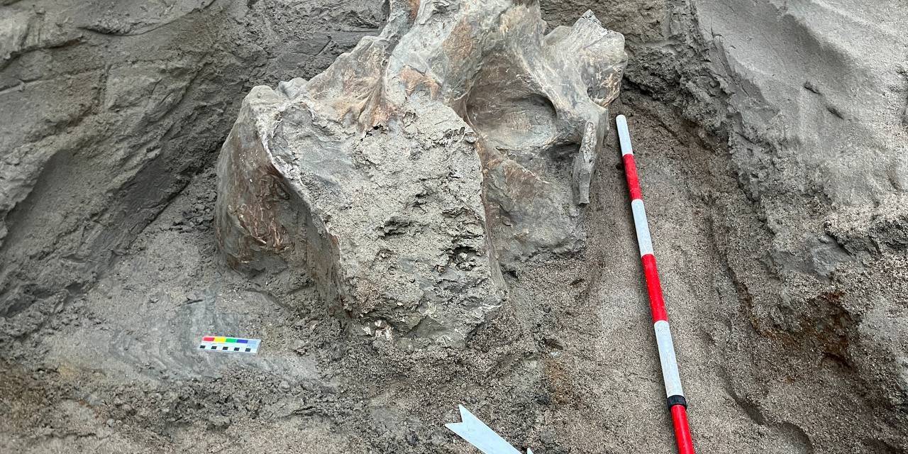 Kırgızistan’daki Bir Taş Ocağında Mamut Kemikleri Bulundu