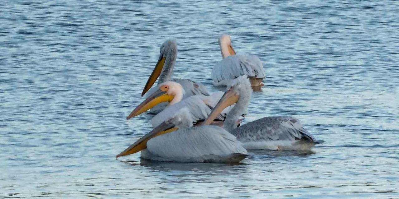 Pelikanlar Kars Baraj Gölü’nü Mesken Tuttu