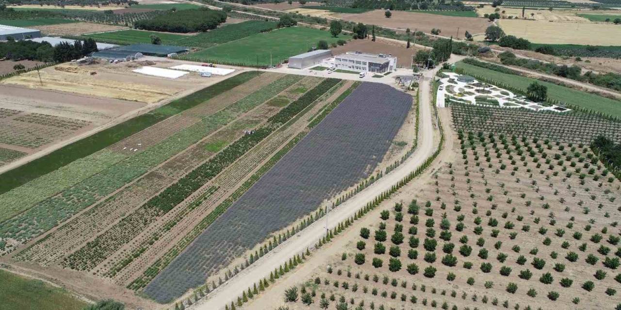 Balıkesir 5. Aromaterapi Festivali 4-7 Temmuz’da