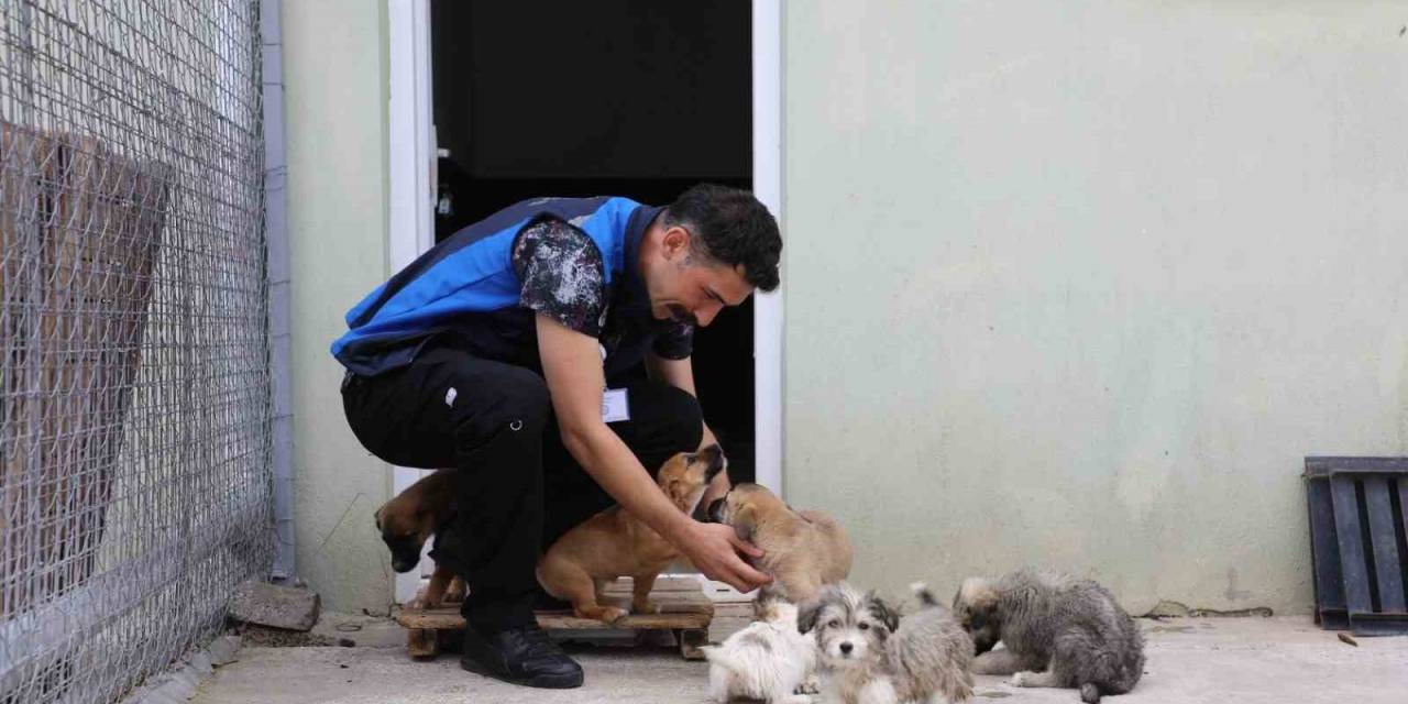 Büyükşehir 3202 Can Dostu Yeni Yuvalarına Kavuşturdu