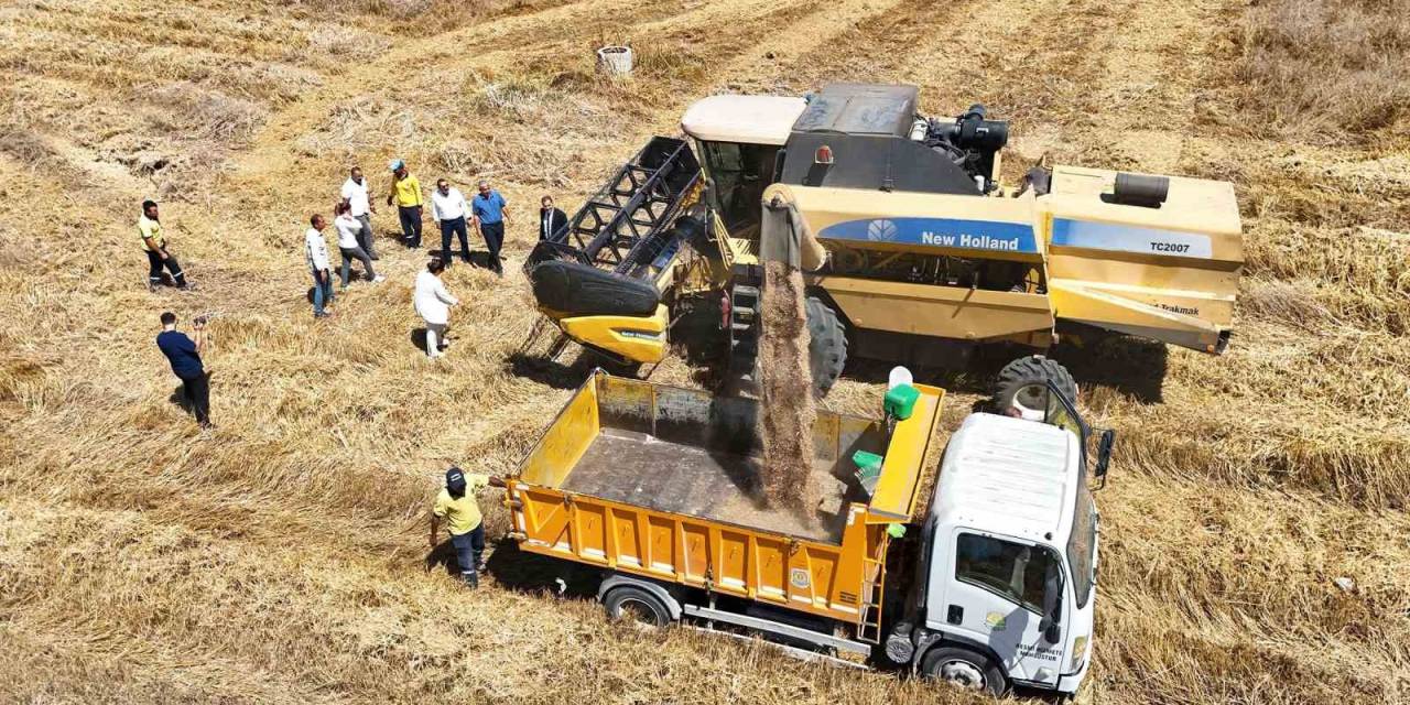 Tarsus’ta Yerli Tohum Buğday Hasadı Yapıldı