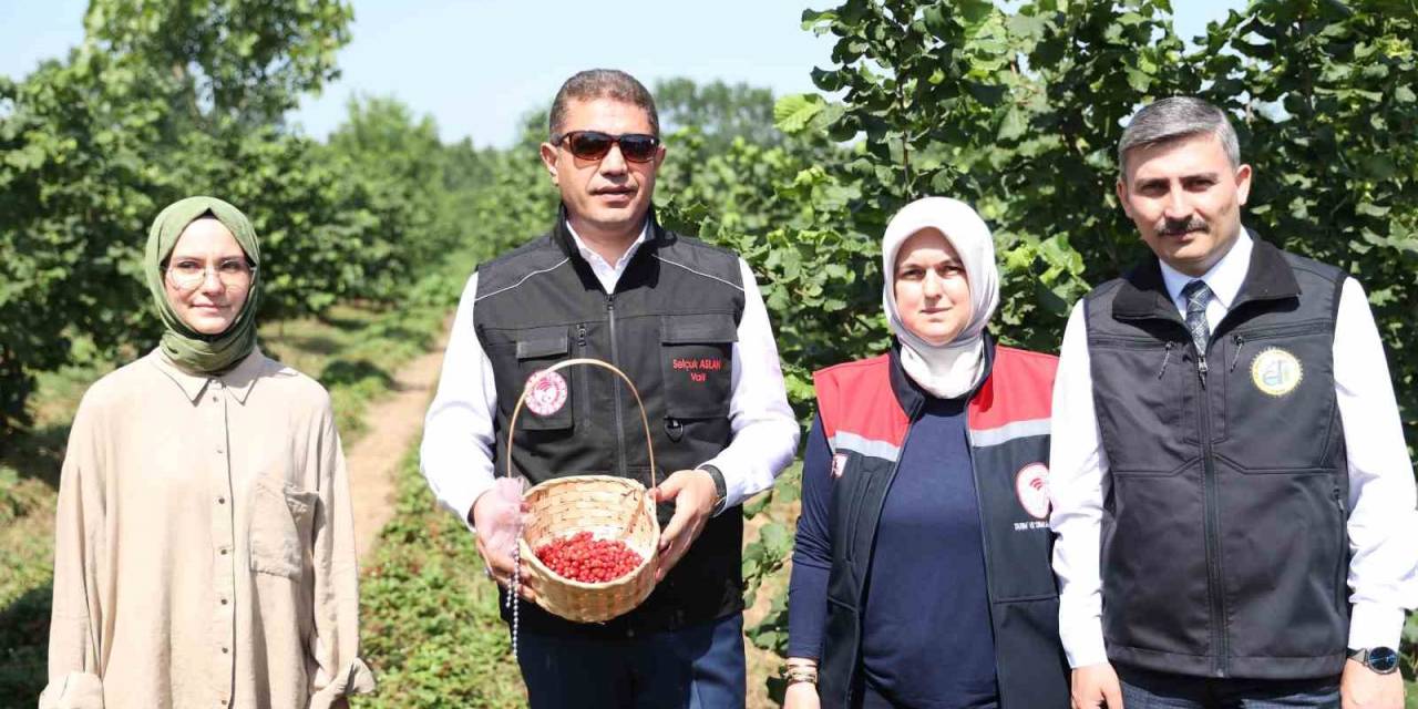 Fındığın Yanında Dağ Çileği Üretilecek