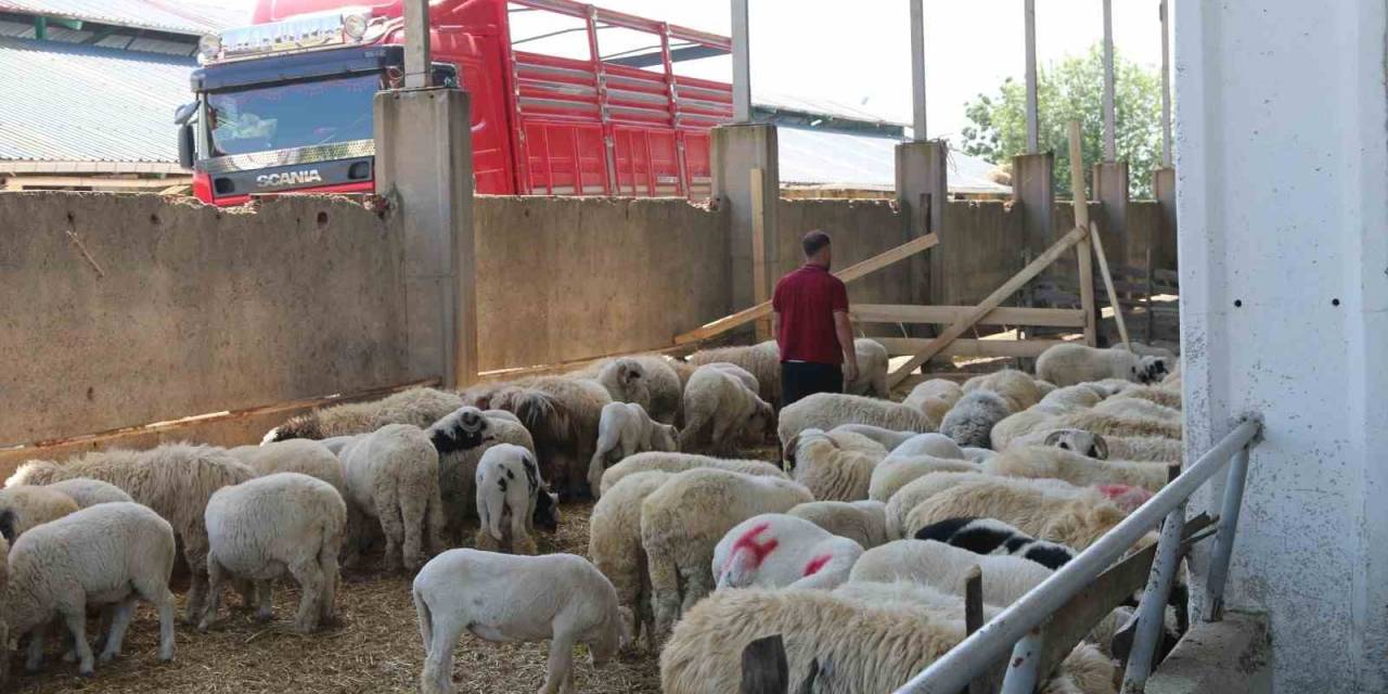 Atakum Belediyesi Kurban Satış Ve Kesim Yeri Bayrama Hazır
