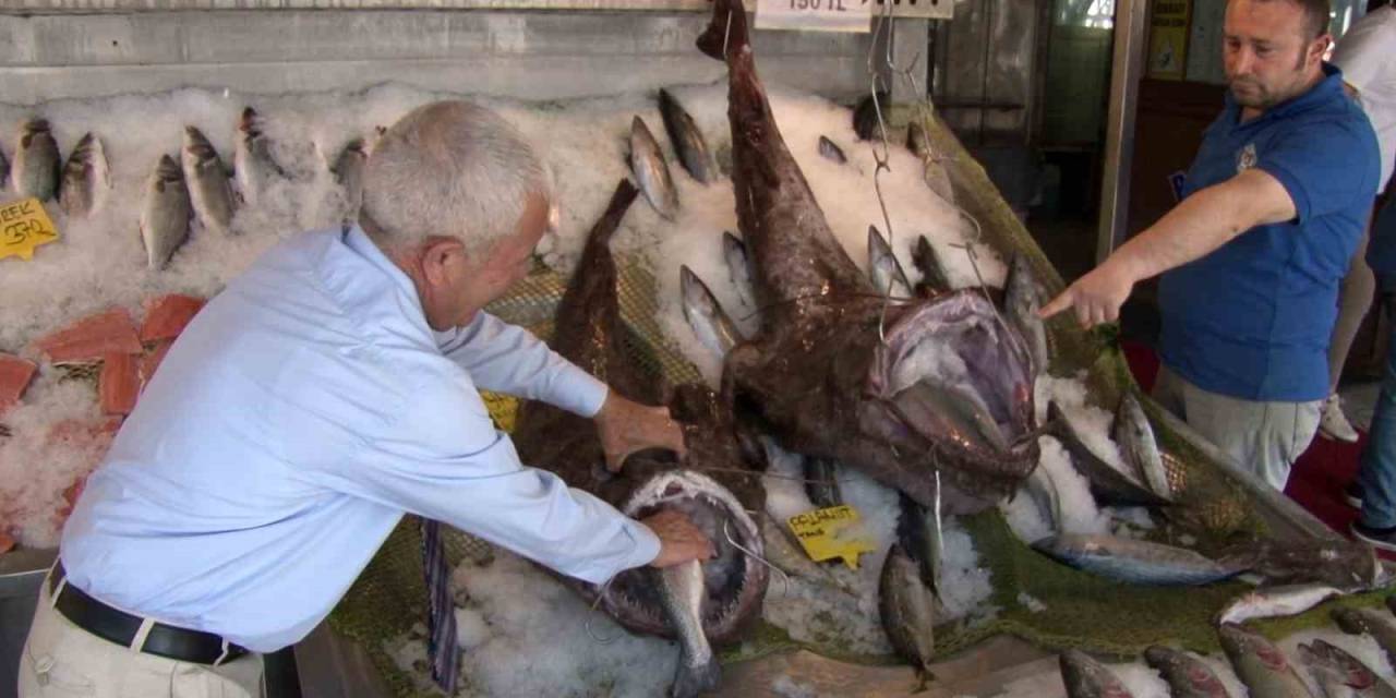 Silivri Açıklarında 2 Dev Fener Balığı Yakalandı