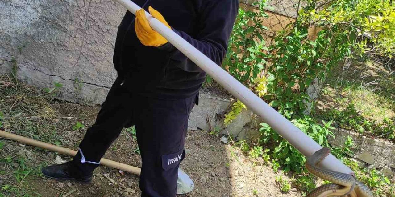 Bozüyük Belediyesi İtfaiyesi’nden Yılan Operasyonları