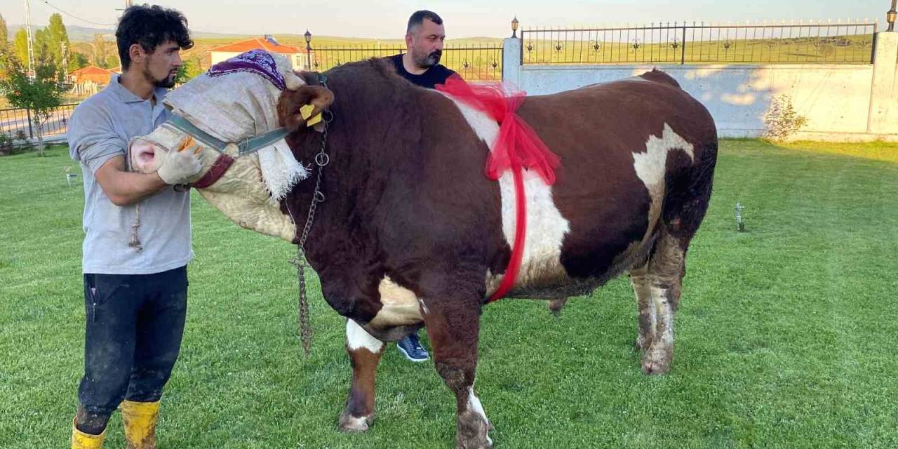 Yozgat’ta “Şampiyon” İsimli Boğa 230 Bin Liradan Satışa Çıktı