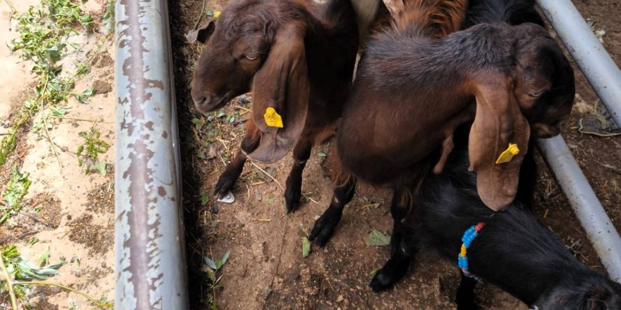 Anadolu’dan Trakya’ya Kaçak Getirilen Küçükbaş Hayvanlar Ele Geçirildi
