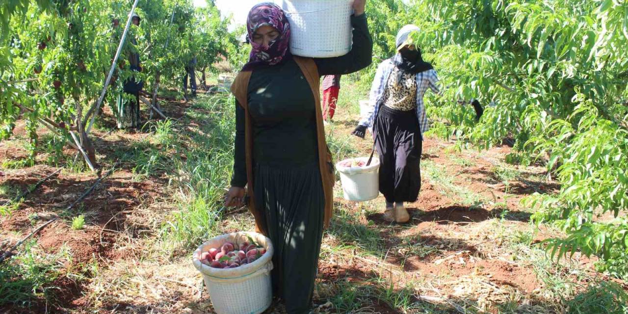 Kavurucu Sıcakta Zorlu Hasat, Yassı Şeftali Tarlada 8 Tl’den Alıcı Buluyor