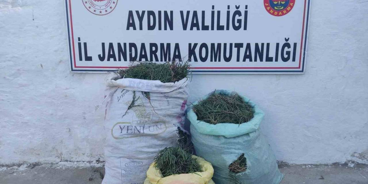 Didim’de 70 Kilogram Deniz Börülcesi Ele Geçirildi