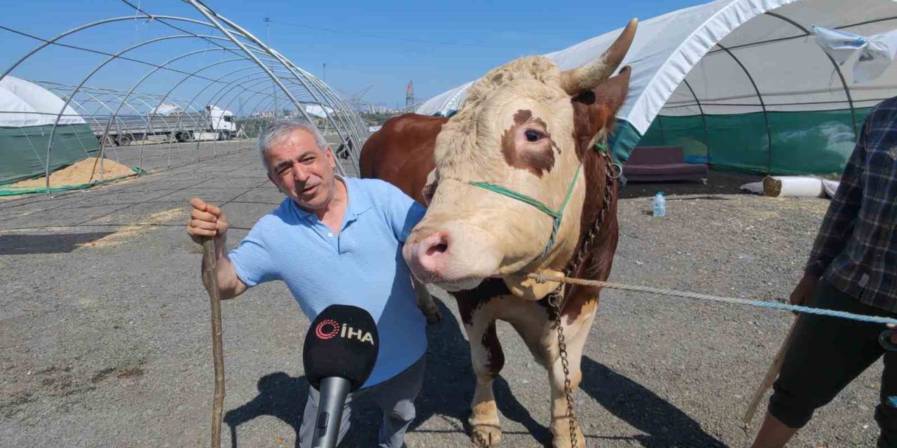 Sultangazi Kurban Pazarının En Büyükleri Kantar Kıran Ve Kızıl Elma Alıcılarını Bekliyor