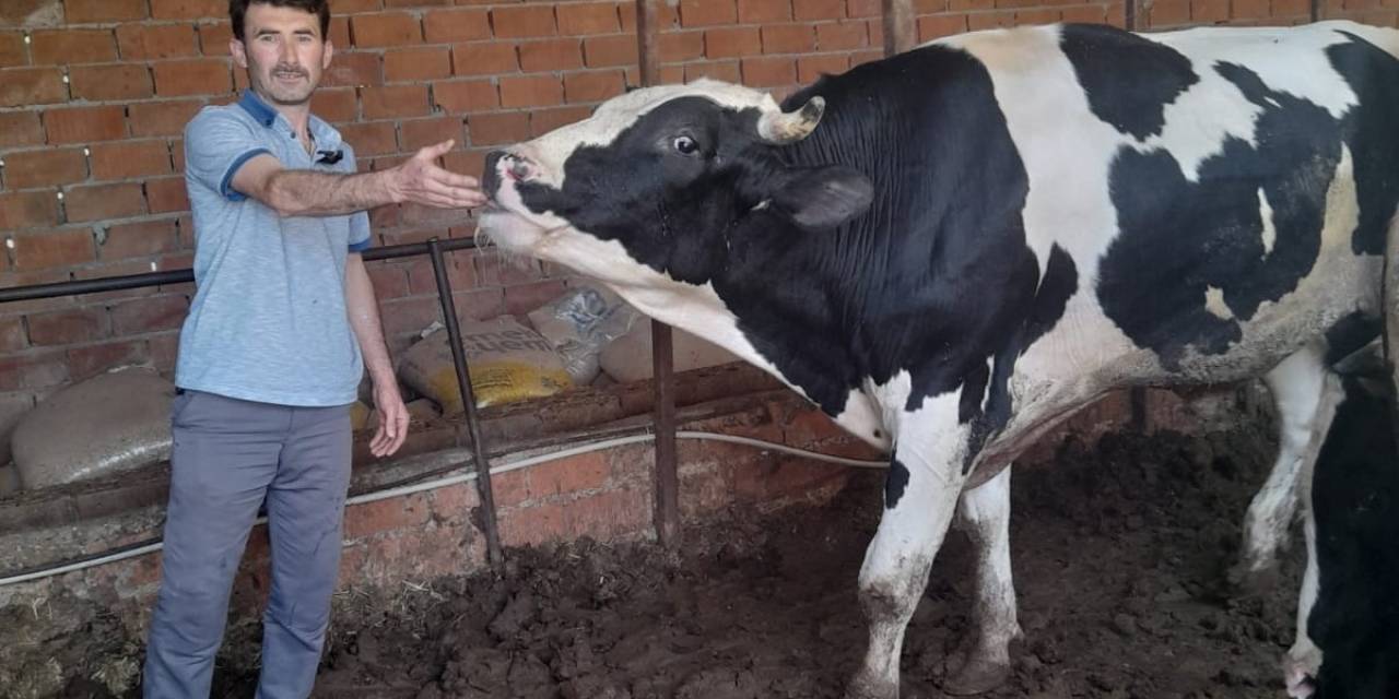 Kırkağaç’ta Kurbanlık Danalara İlgi Büyük