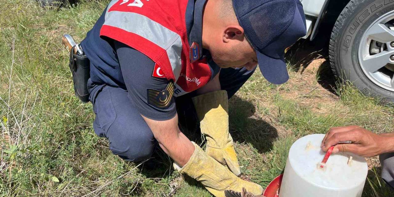 Uçamayan Kerkeneze Jandarma Kol Kanat Oldu