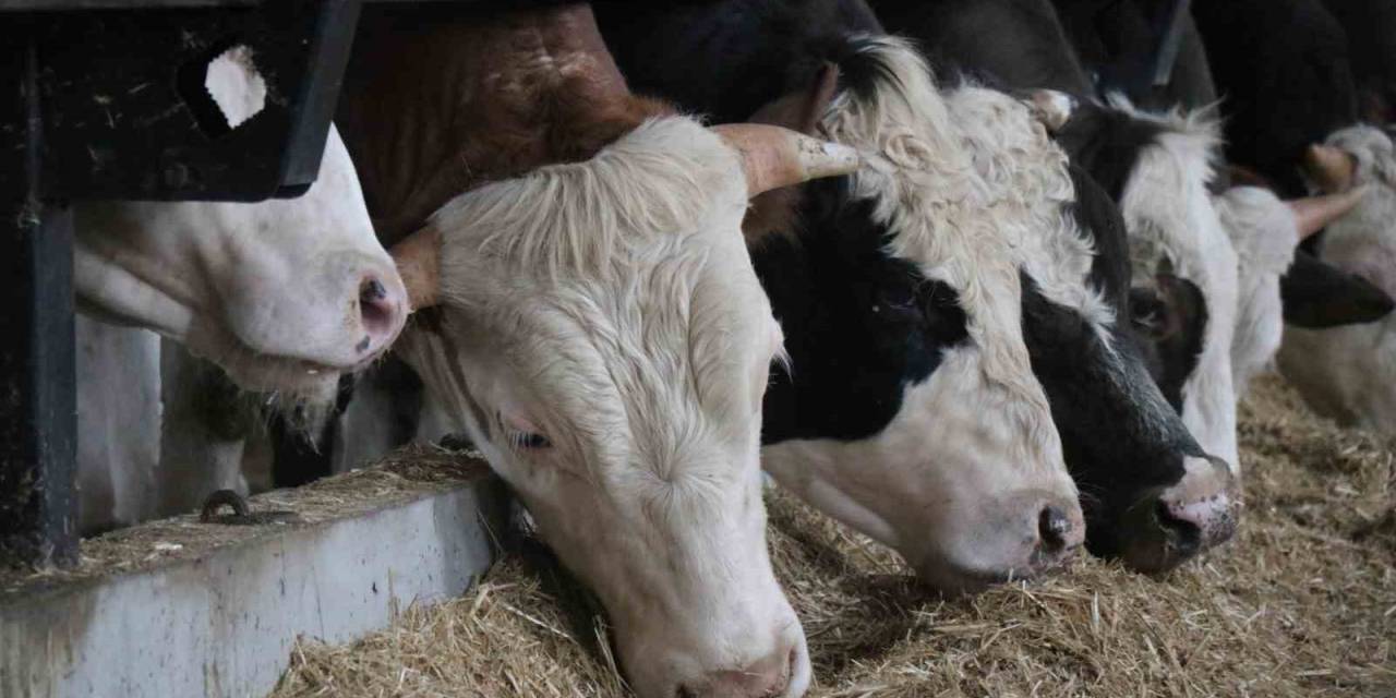 Kurbanda ’yurt Dışı Bağış’ Arttı